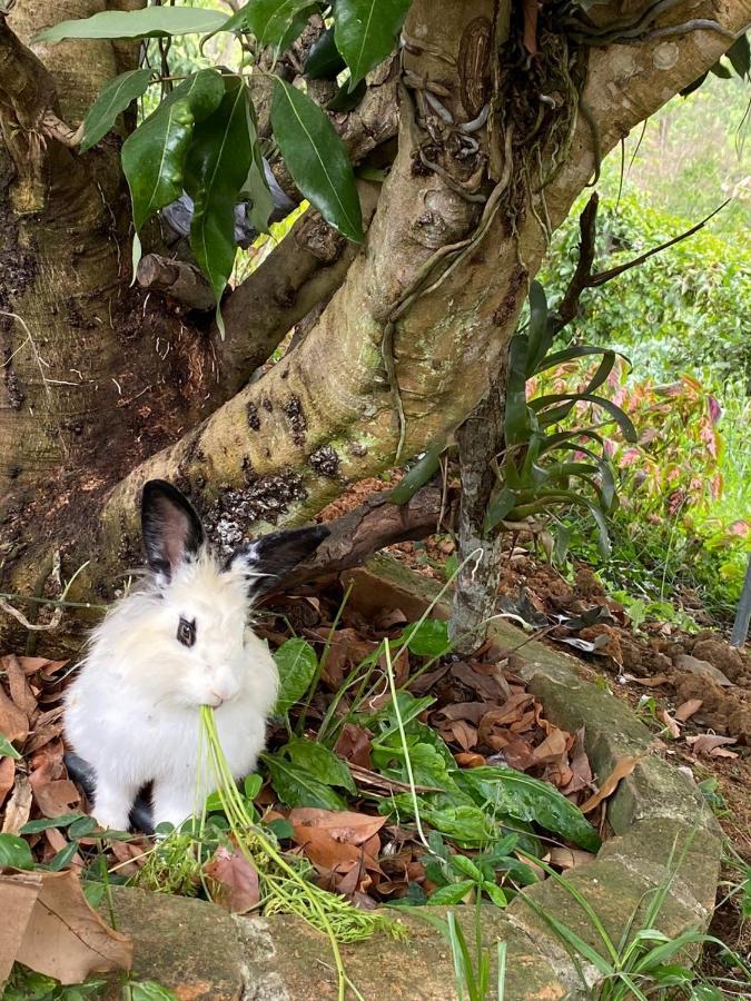 Hospedagem Recanto Das Orquideas Quatis Zewnętrze zdjęcie